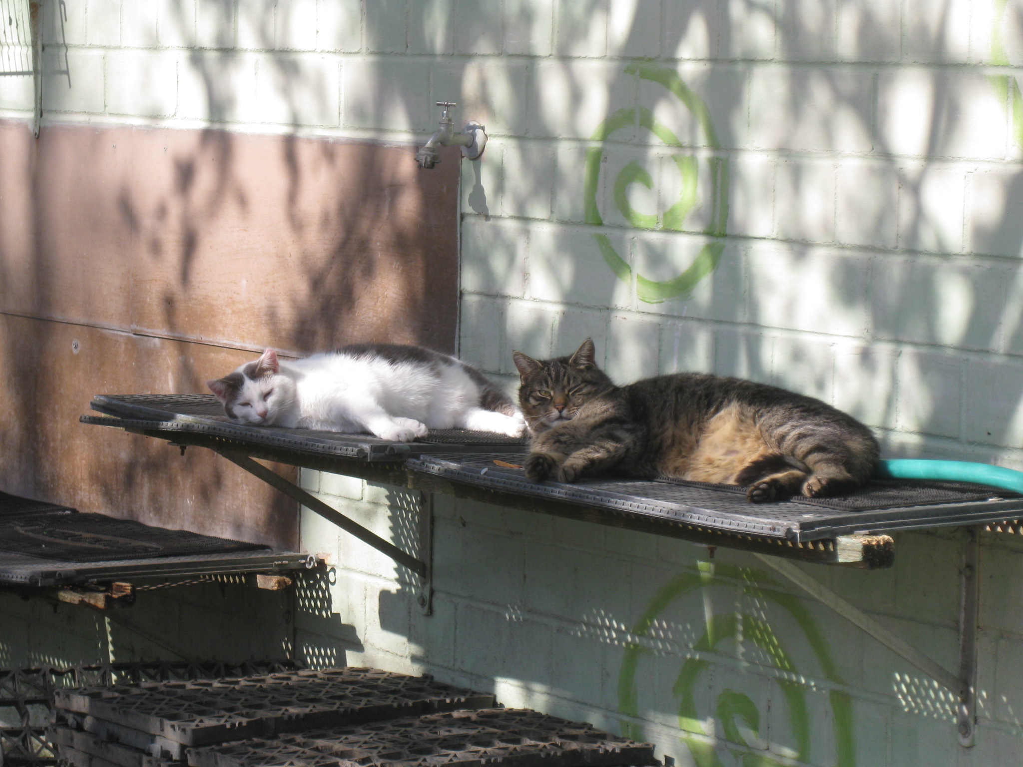 Unser „Katzendorf“