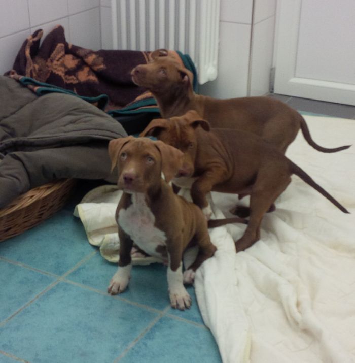 Sieben Welpen am Streitberg aufgefunden!